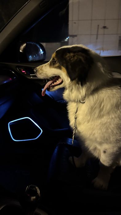 Собака песик хлопчик