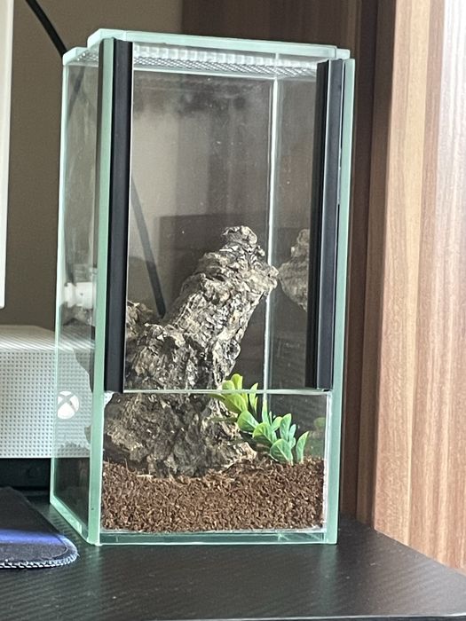 Terrarium z wystrojem