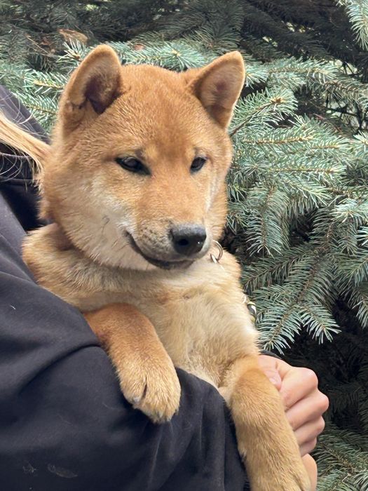 Шиба ину ярко рыжий мальчик