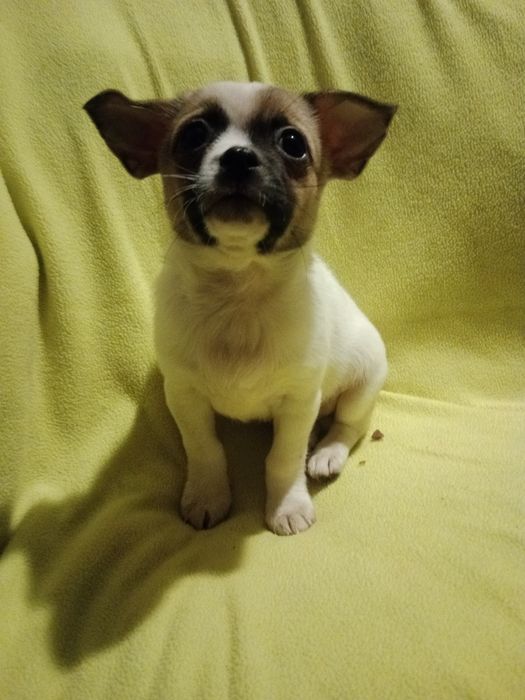 Найкращі цуценята чіхуахуа