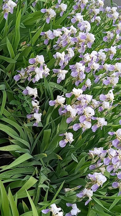 Ірис старі сорти квіти півники