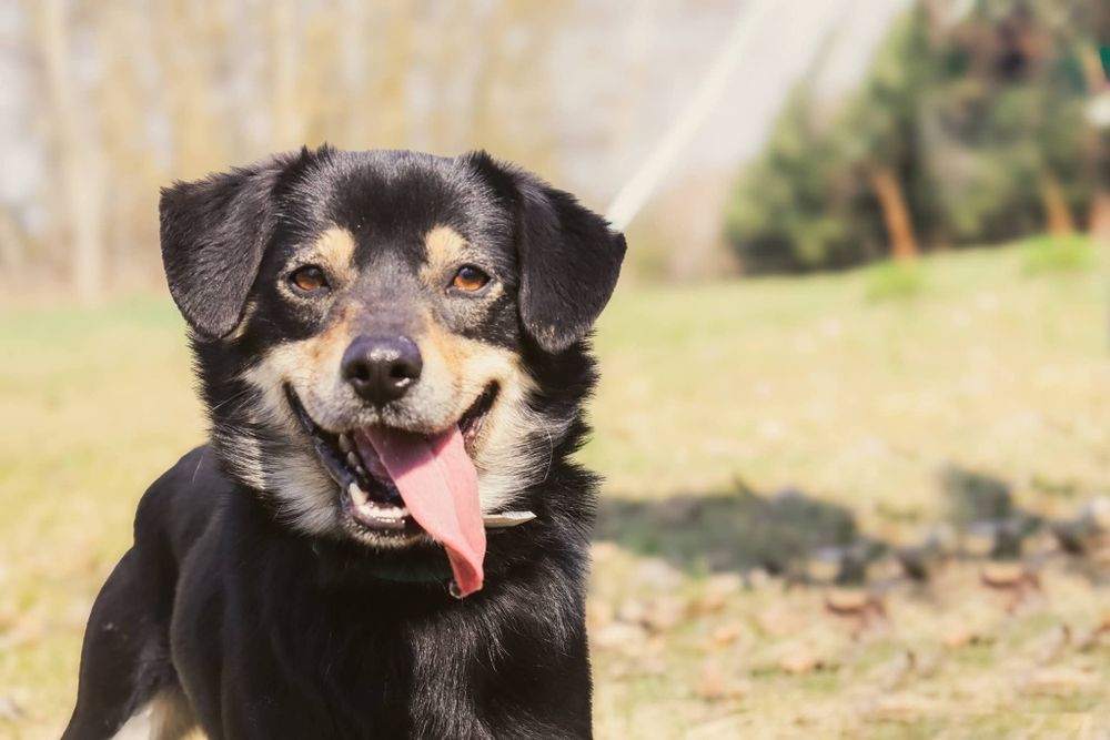 Rubinek kochany dzieciak 1,5 roczny wspaniały radosny