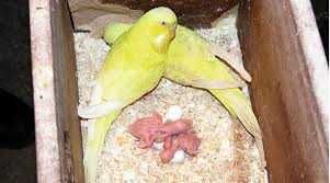 Vendo gaiola ninho e casal de piriquitos