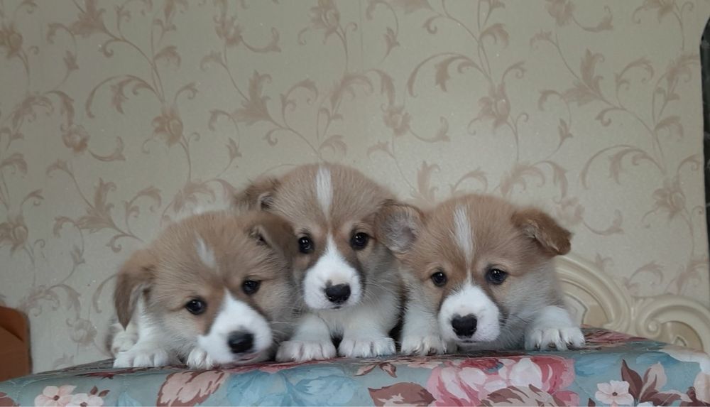 Малюки Вельш Корг