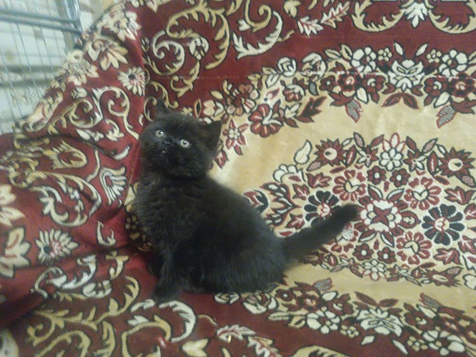 Шотландские котята