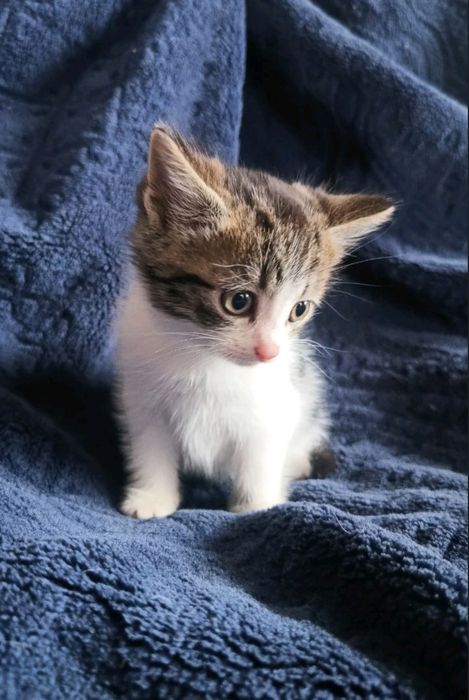 Киця кошенятко котята