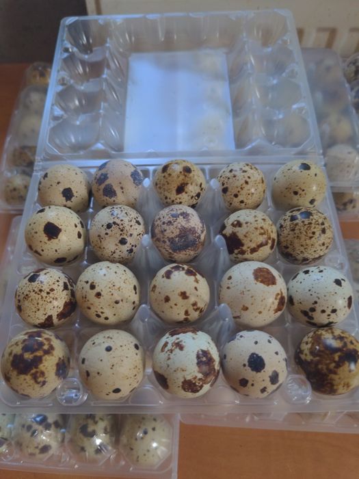 Продам перепелині яйця