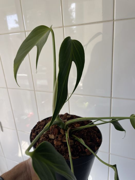 Monstera burle marx flame