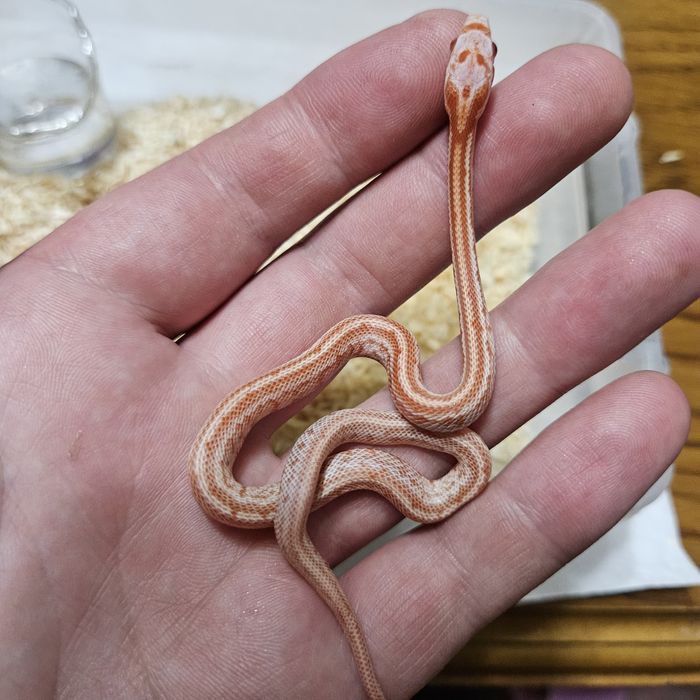 Wąż zbożowy młode