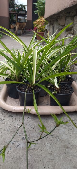 Продам комнатные растения