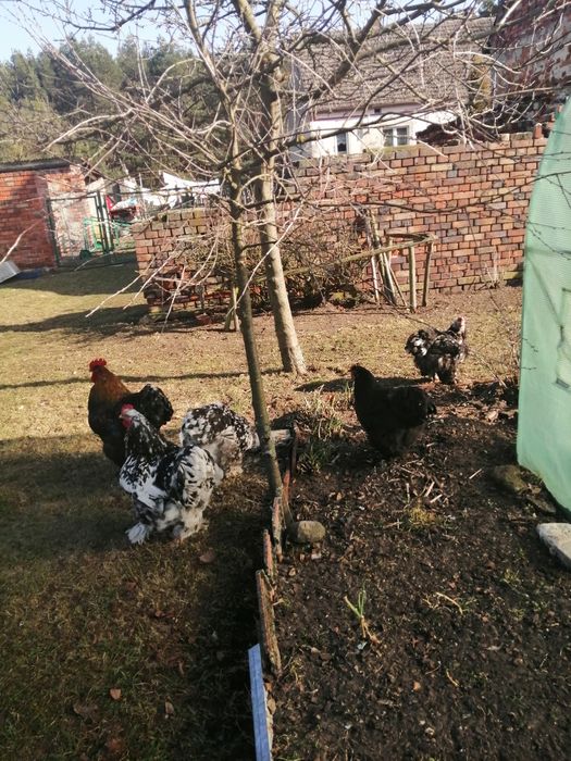 Jajka legowe od Kochinow olbrzymich