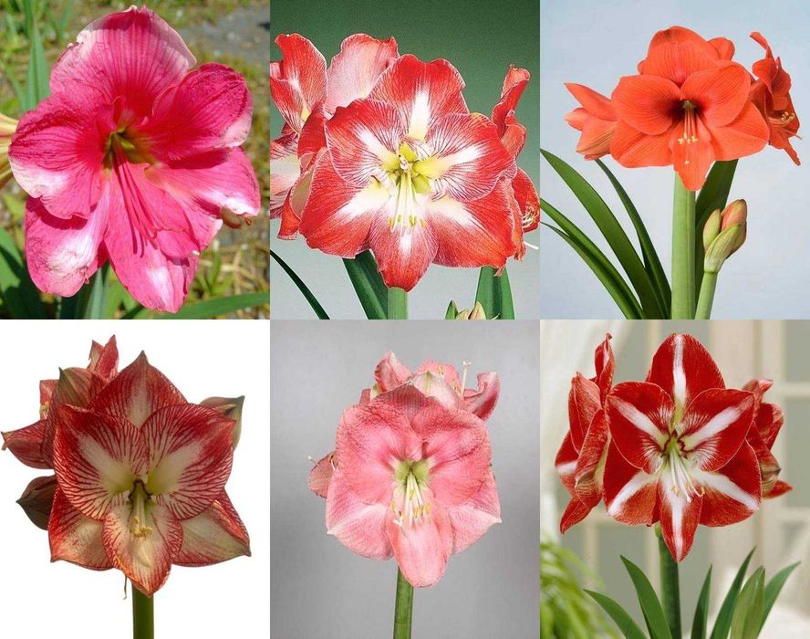 Amarylis zwartnica hippeastrum 6 nowych odmian za 99,96 zł