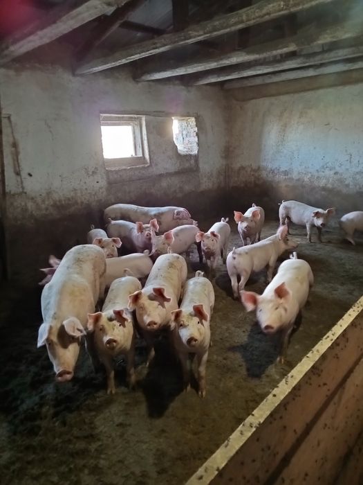 Приміщення свиноферми с.Юрки.Кременчуцького рн