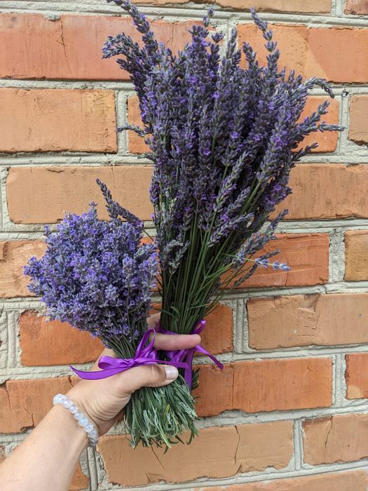 Лаванда  англійської вузьколистої.саджанці букети Манстед Гро