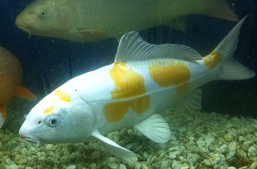 Karp koi oczko wodne staw