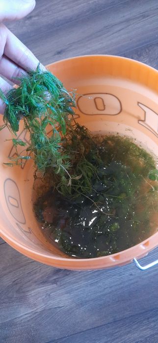 Oddam za darmo dużą ilość Rogatki