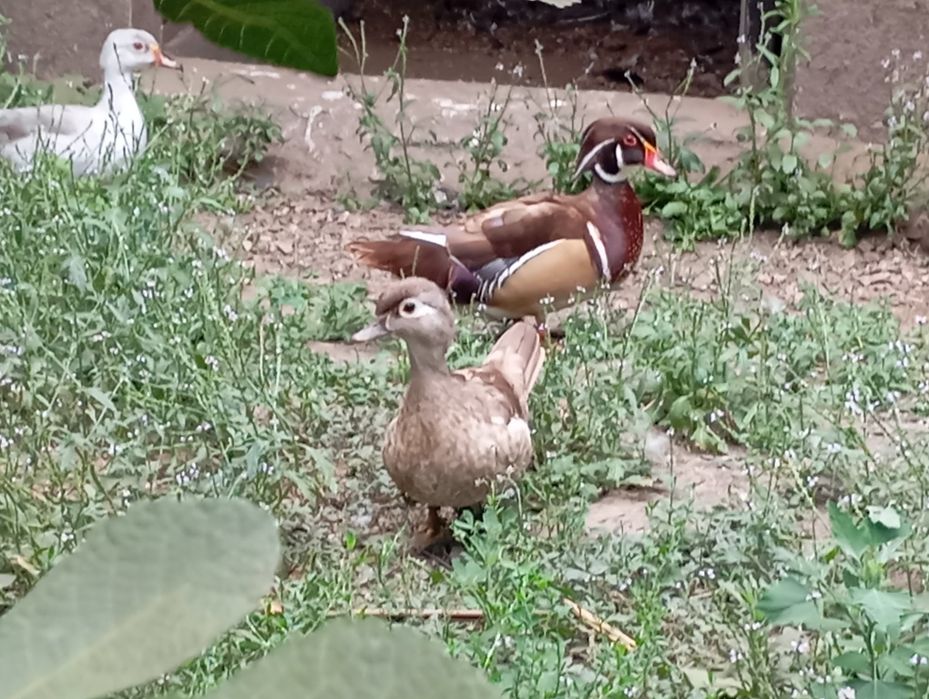 Casais de Patos Ornamentais;2024/2025