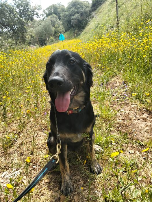 Shollie para adoção