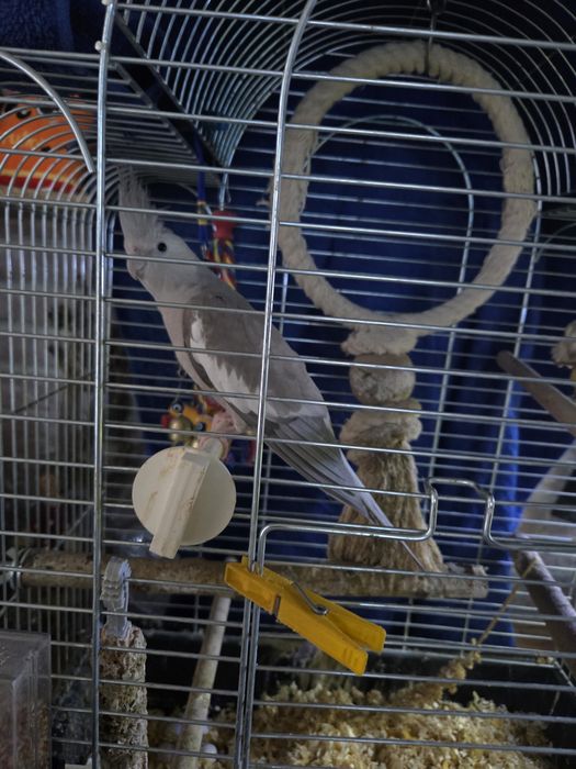 Klatka dla ptaków nowa.