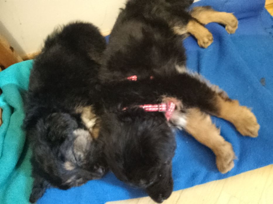 Собака Німеччини вівчарка дівчина