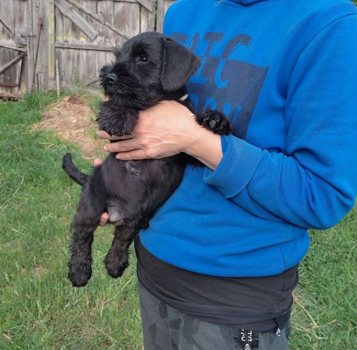 Цвергшнауцер цуценята чорного забарвлення