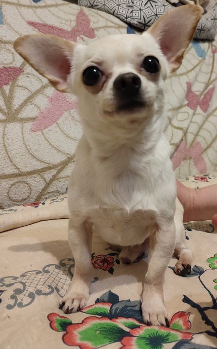 Продам Чихуахуа хлопчик