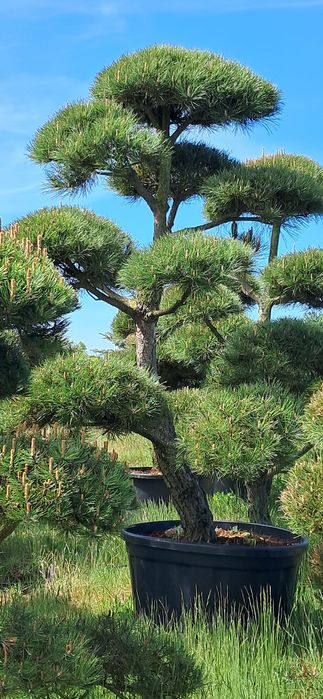 bonsai sosna bonsai 250-300cm super jakość producent