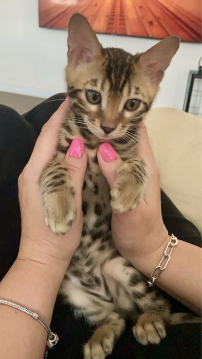 Бенгальські кошенята