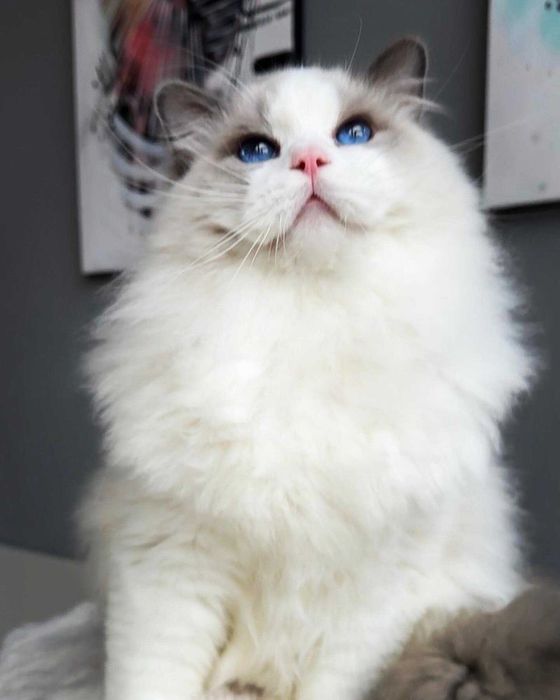 Ragdoll - kocurek przytulas z rodowodem