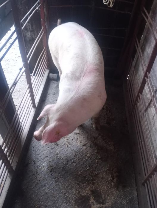 Sprzedam świnie loszki