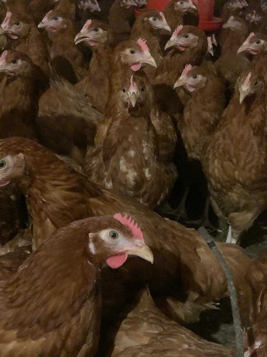 Kury nioski Rosa z wolnego wybiegu. Dominant z własnej hodowli. Dowóz