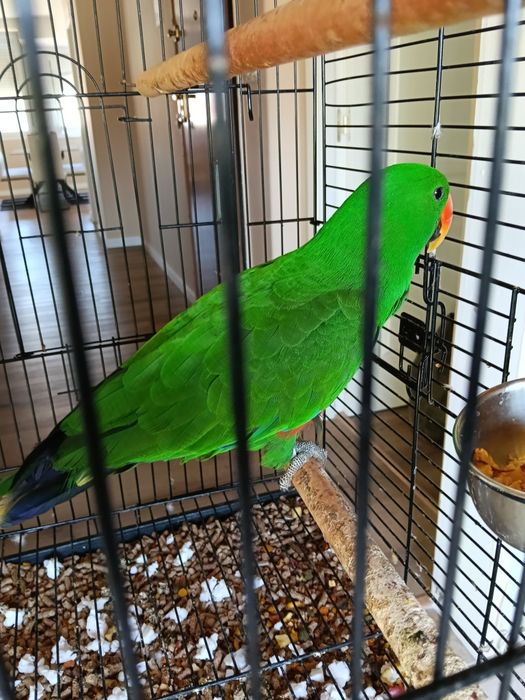 Papagaio ecletus 2025