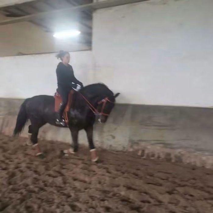 Cavalo de total confiança para pessoas sem experiência