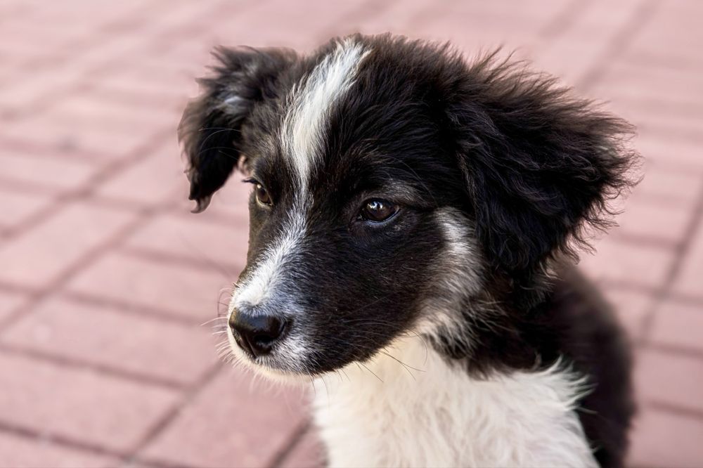 Cadelas bebés para adoção responsável