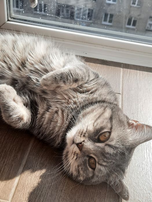 котик на в'язку.