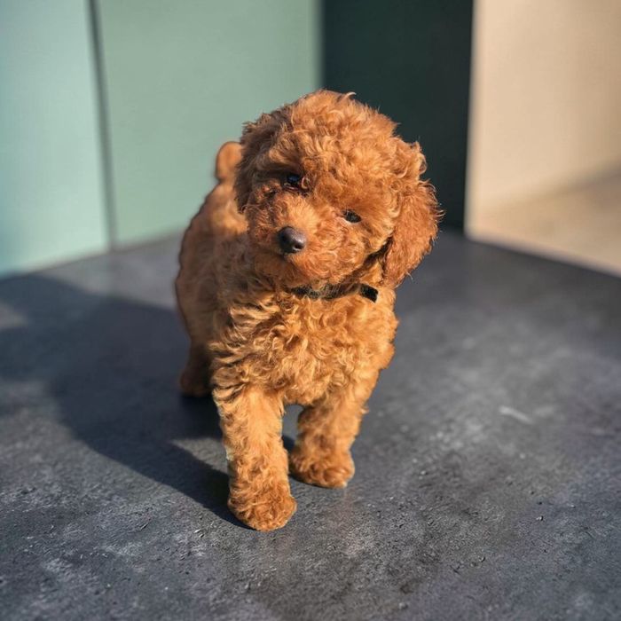 Маленьке кучеряве щастя