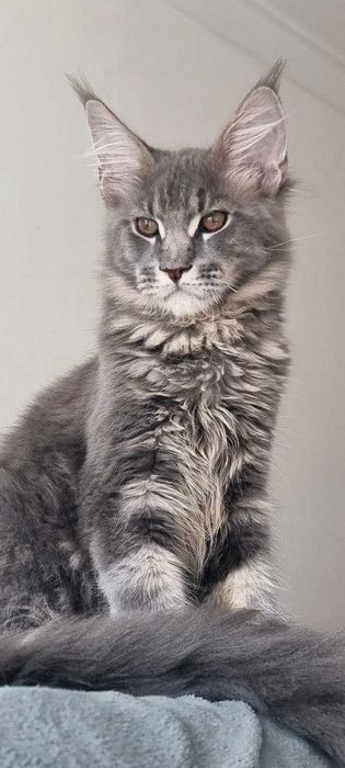 Gatinho Maine Coon