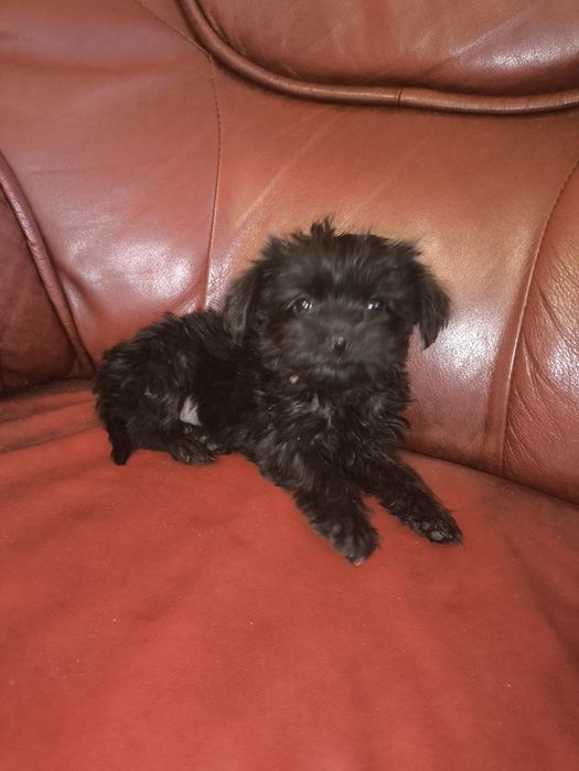 Продам мальтипу +Йорк =йоркипу мальчик