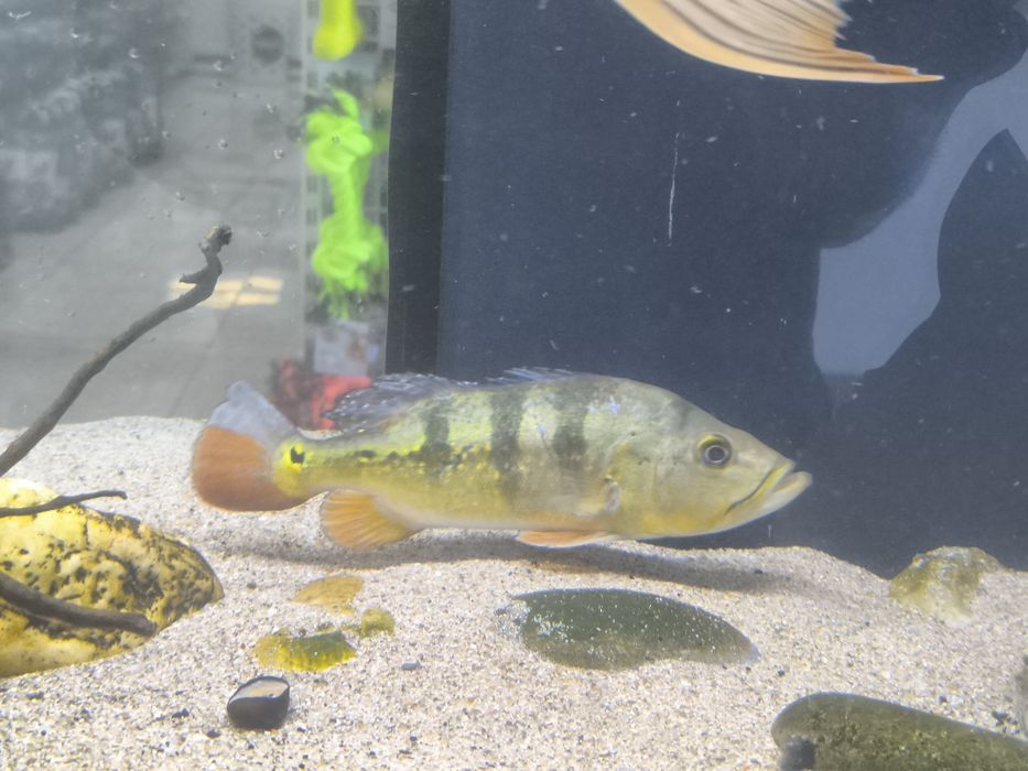 Tucunaré Amarelo 25/30cm