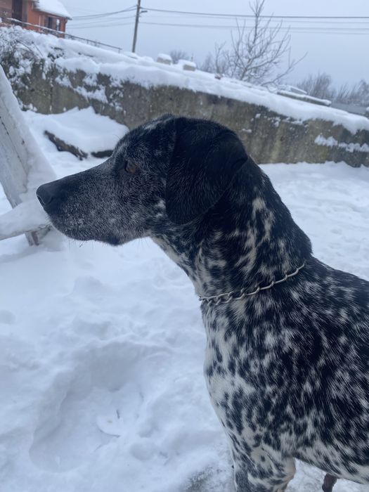 Вʼязка далматинка шукає далматинчика