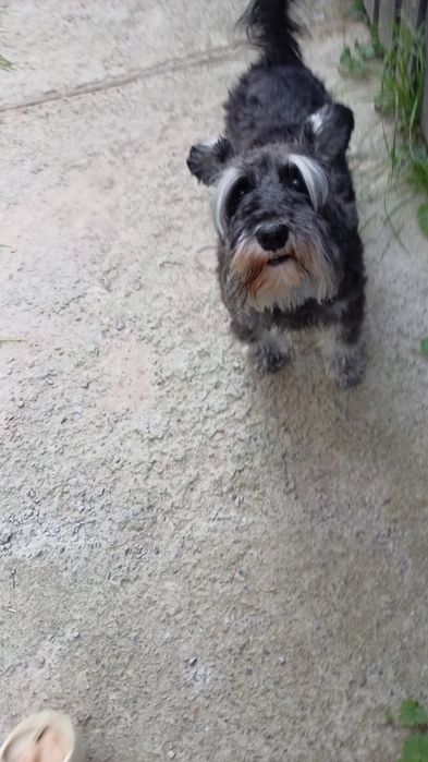 Цвергшнауцер 5 лет девочка КСУ