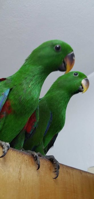 Papagaios Ecletus F e M