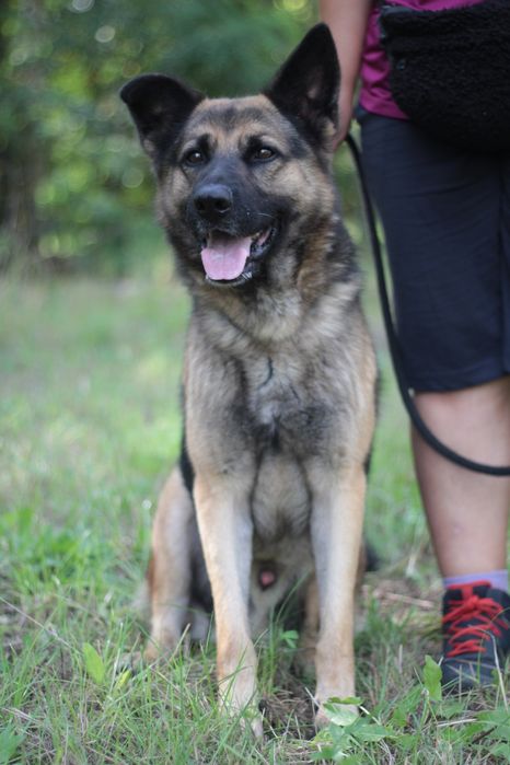 Mądry, wspaniały i przyjacielski pies na tropie domu!