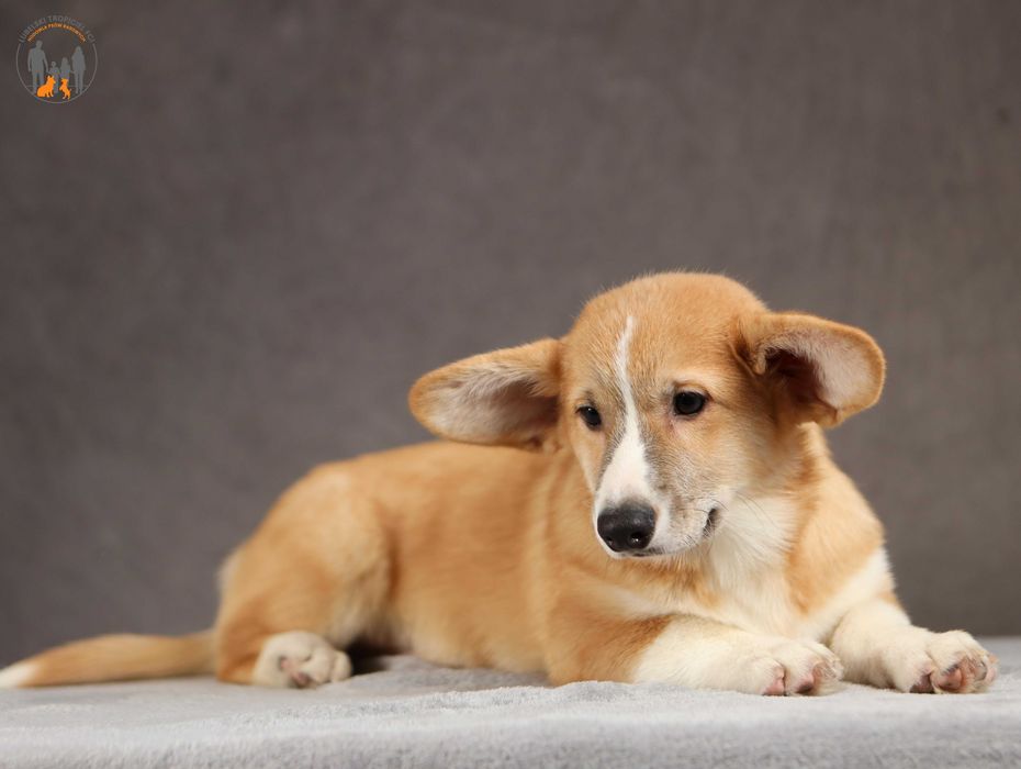 Welsh Corgi Pembroke ZKwP FCI rodzice przebadani na chor. gen.