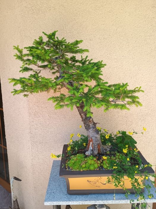 Drzewka Bonsai 1