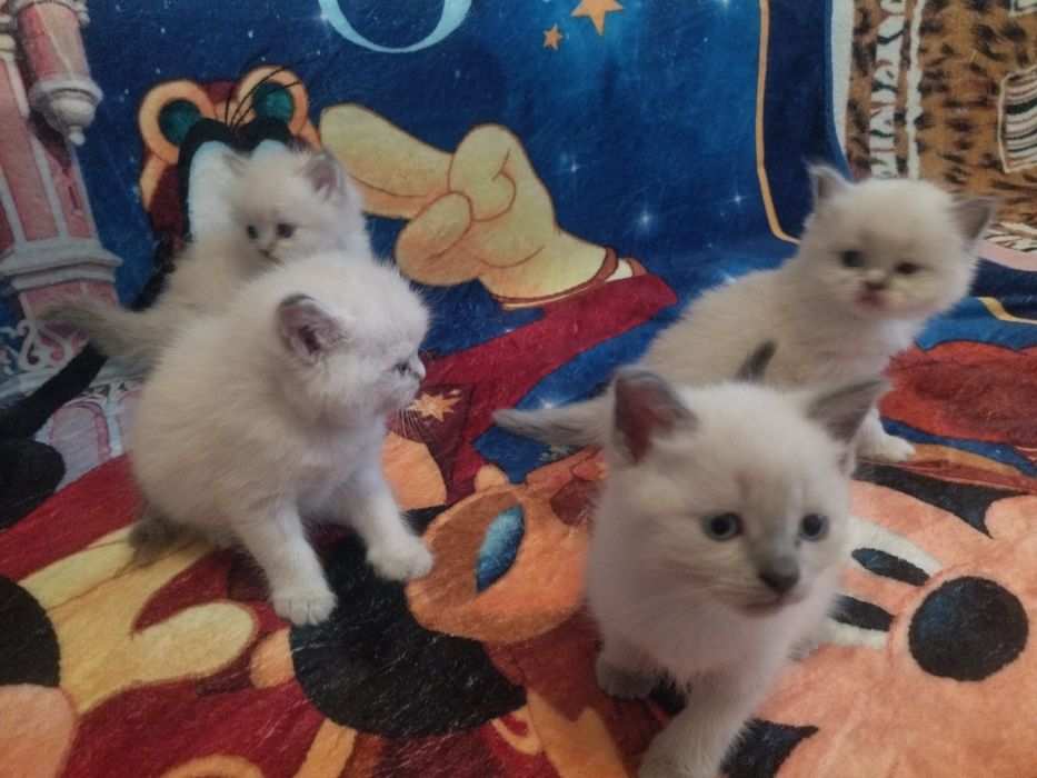 Весняні котенята Сеамськие тайские блюпоиды