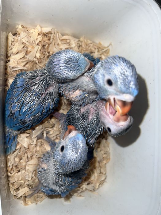 Ring neck violetas criados a mão