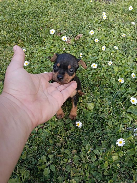 Pinscher fêmea lindíssima
