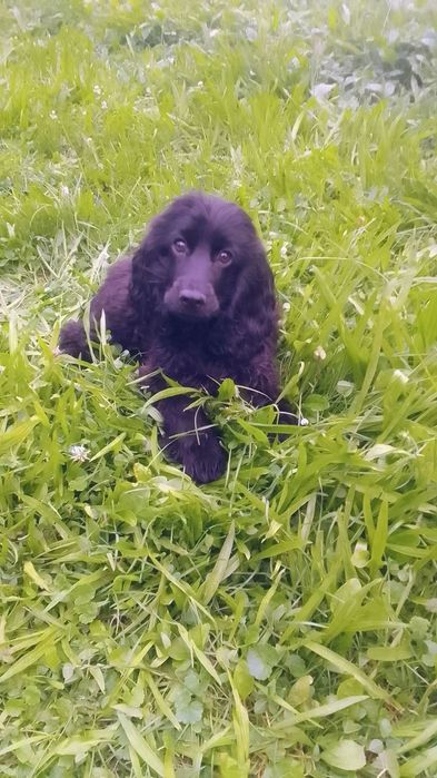 Продам кокера спаніеля.