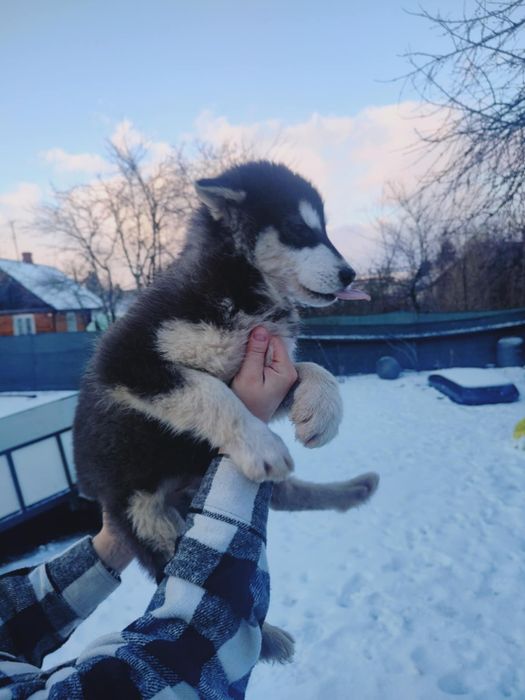 Alaskan malamute śliczna suczka